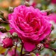Троянда Лагуна (Роза Laguna)
